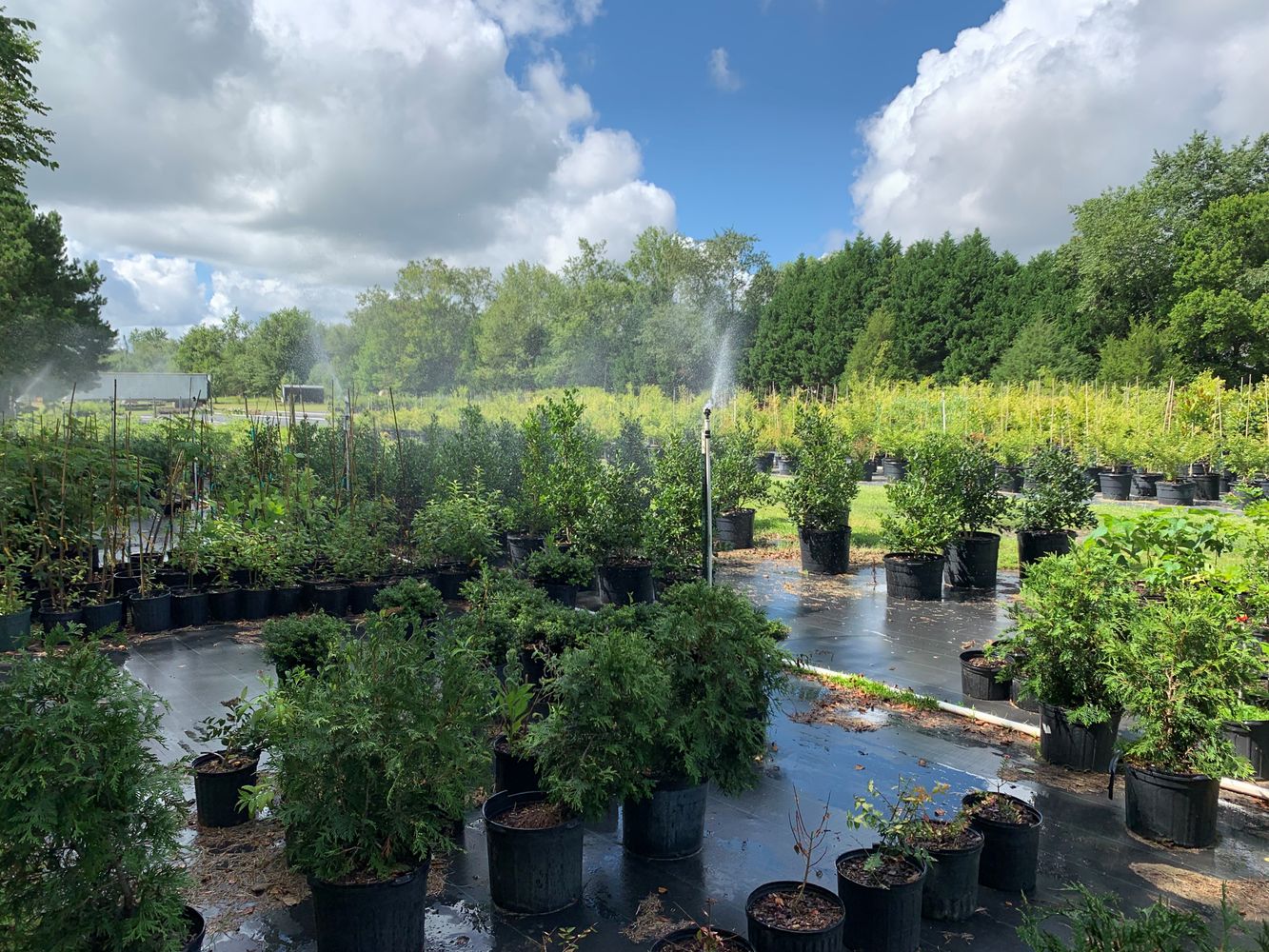 Treehouse Nursery: 3750 Thomas Sumter Hwy, Dalzell, SC 29040